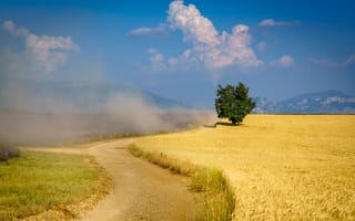 Обои Пыльная дорога у поля с пшеницей под голубым небом