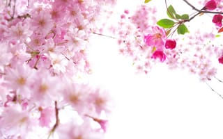 Картинка Розовые цветы сакуры на ветках на белом фоне