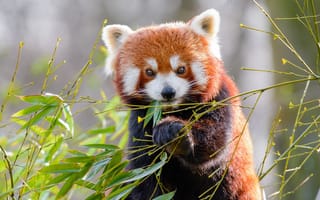 Картинка Милая малая панда ест бамбуковые ветки