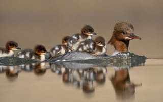 Картинка Птица в воде с маленькими птенцами