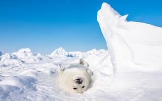 Картинка Белый детеныш тюленя лежит на снегу