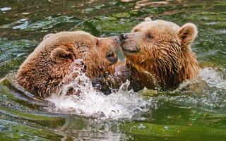 Обои Два бурых медведя в воде