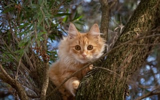 Картинка Любопытный рыжий кот сидит на дереве