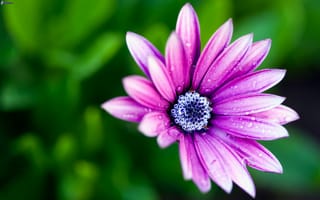 Картинка Нежный сиреневый цветок в каплях росы крупным планом