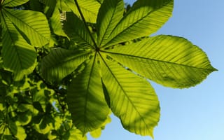 Обои Зеленый лист каштана под голубым небом летом