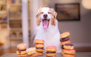 Картинка Довольный пес с высунутым языком с пончиками