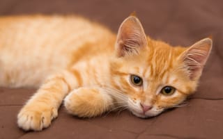 Обои Милый маленький рыжий котенок лежит на диване