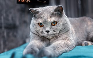 Картинка Пепельный британский кот с карими глазами на кровати