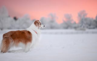 Картинка Породистый пес стоит на снегу