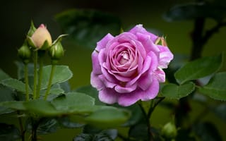 Обои Розовая роза с бутонами и зелеными листьями на клумбе