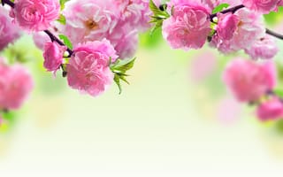 Картинка Розовые красивые цветы луизеания крупным планом