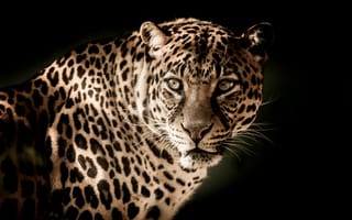Картинка Серьезный взгляд большого пятнистого леопарда