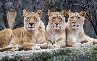 Картинка Три большие львицы лежат на камне в зоопарке
