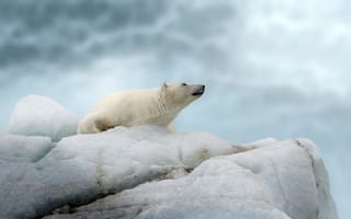 Картинка Большой полярный медведь лежит на холодной льдине