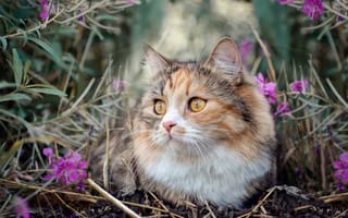 Картинка Пустая испуганная кошка сидит в траве с розовыми цветами