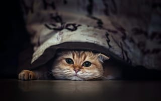 Картинка Породистый зеленоглазый кот прячется под кроватью