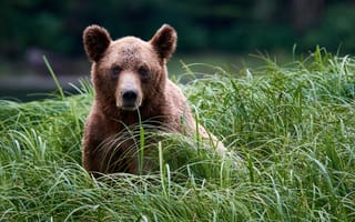 Картинка Большой бурый медведь сидит в высокой зеленой траве