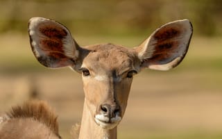 Картинка Морда антилопы с большими ушами крупным планом