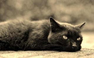 Картинка Черный кот лежит на асфальте