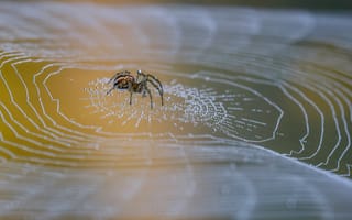 Картинка Большой паук сидит на паутине в каплях росы