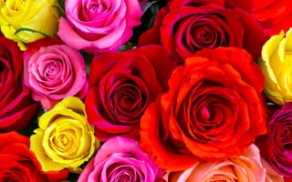 Картинка Разноцветные розы крупным планом