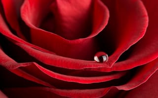 Обои Капля росы на лепестке красной розы