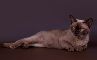 Картинка Породистый кот лежит на сером фоне