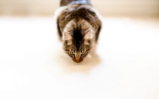 Картинка Пушистый серый кот на белом ковре