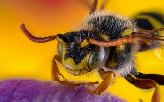 Обои Пчела на цветке крупным планом
