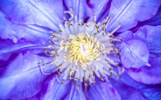 Картинка Середина сиреневого цветка клематиса