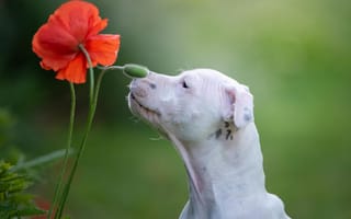 Картинка Белый породистый пес нюхает красный цветок мака
