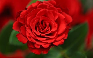 Картинка Красная роза с лепестками крупным планом