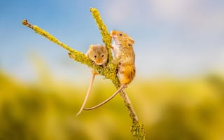 Картинка Два маленьких мышонка на ветке крупным планом