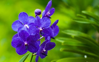 Картинка Фиолетовые цветы орхидеи на зеленом фоне