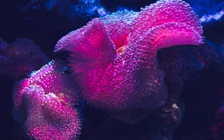 Картинка Красные кораллы в воде крупным планом