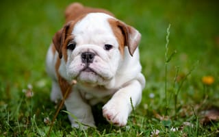 Картинка Маленький щенок английского бульдога на зеленой траве