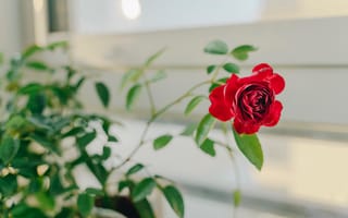 Картинка Красная комнатная роза в доме