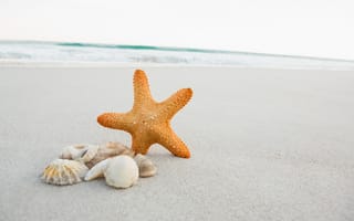 Обои Морская звезда на песке с ракушками у моря