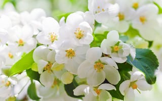 Картинка Ароматные белые цветы жасмина крупным планом