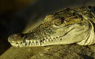 Картинка Большой крокодил с острыми клыками загорает на солнце