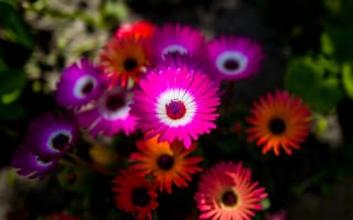 Картинка Разноцветные яркие цветы летом