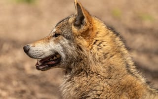 Картинка Хищный волк с открытой пастью