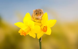 Картинка Маленькая серая мышка на желтом цветке нарцисса