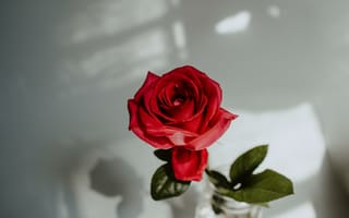Картинка Красивый цветок красной розы в вазе на сером фоне