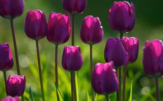 Обои Фиолетовые тюльпаны на клумбе в лучах солнца