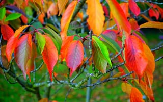 Картинка Разноцветные листья на ветках дерева осенью
