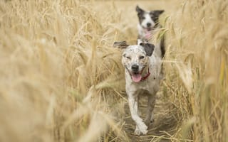 Картинка Две собаки с высунутым языком бегут по полю с пшеницей