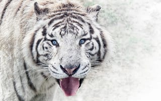 Картинка Белый голубоглазый тигр в высунутым языком