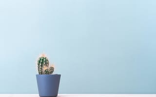 Картинка Колючий кактус в горшке на голубом фоне