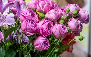 Обои Розовые розы с бутонами в букете с цветами альстромерии